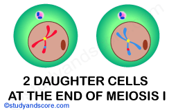 products of meiosis 1, mitosis, mitotic cell division, meiosis 1
